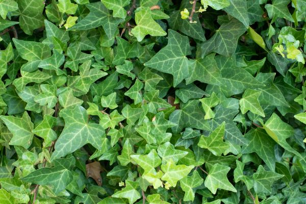 Cost of English Ivy Removal in Rocky Mount