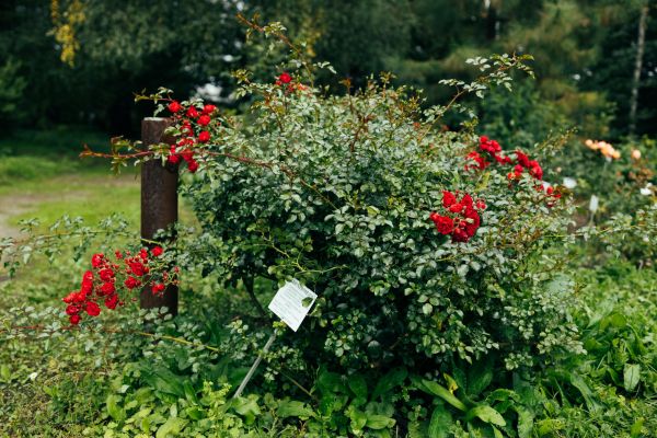 Cost of Rose Bush Removal in Rocky Mount