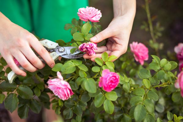 Rose Shearing in Rocky Mount