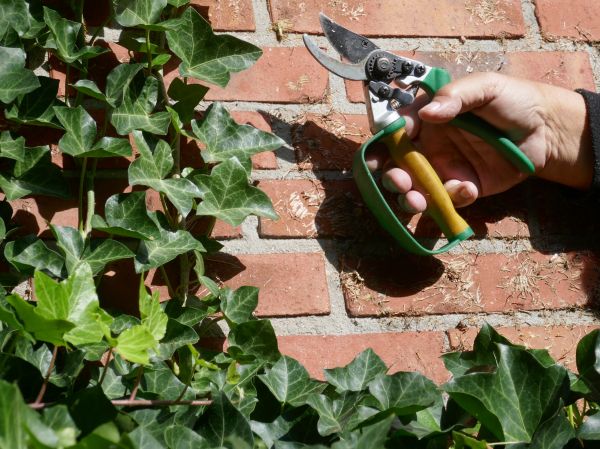 Ivy Removal Service in Rocky Mount
