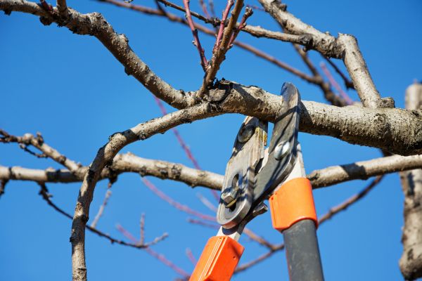 Selective Pruning in Rocky Mount