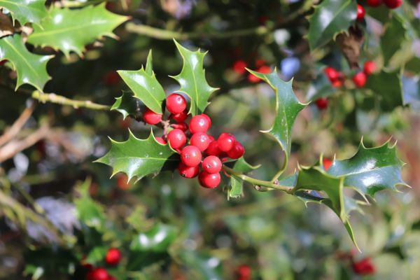 Cost of Holly Tree Trimming in Rocky Mount