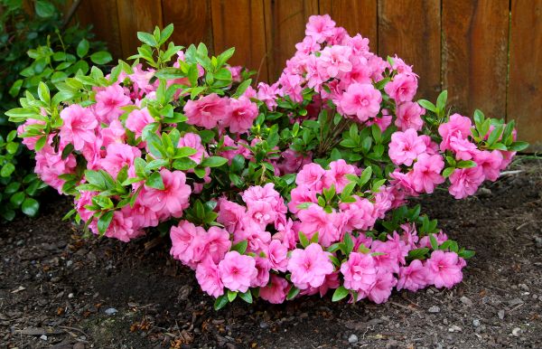 Azaleas Removal in Rocky Mount