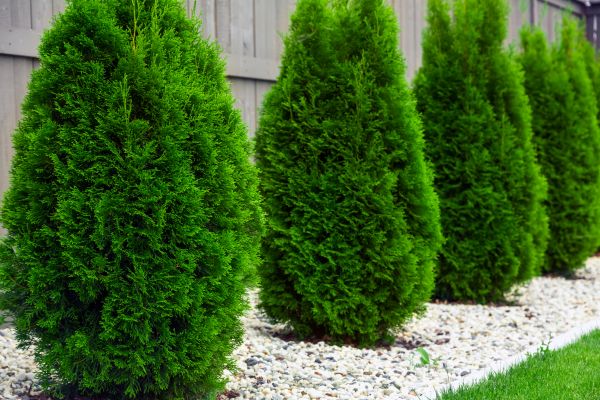 Cost of Arborvitae Pruning in Rocky Mount