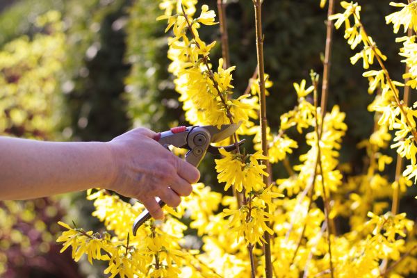Forsythia Pruning in Rocky Mount