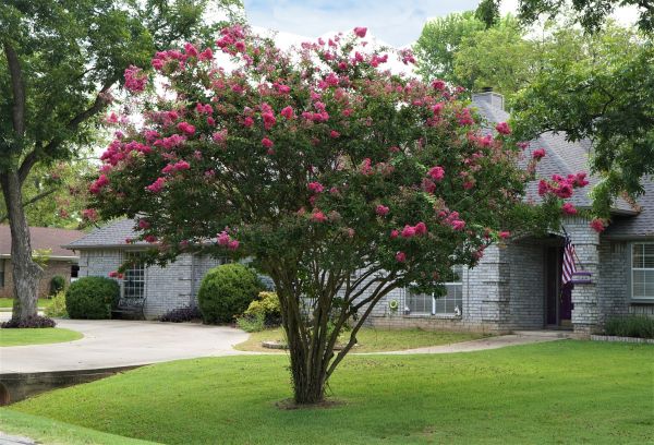 Crepe Myrtle Trimming in Rocky Mount