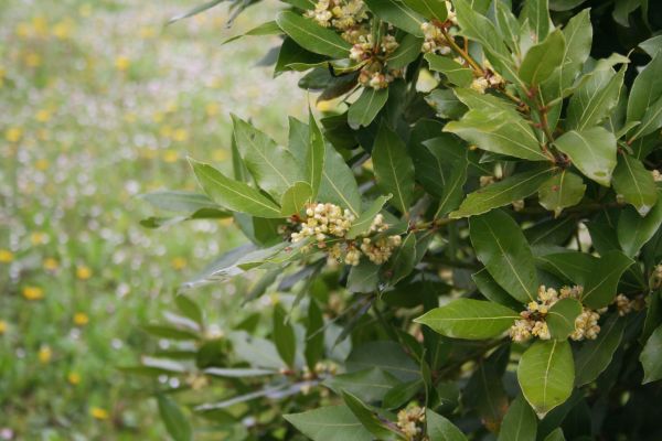 Laurel Trimming in Rocky Mount
