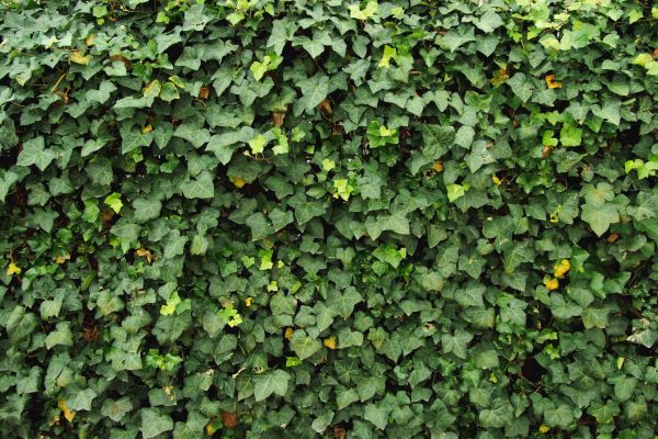 Ivy Pruning service in Rocky Mount