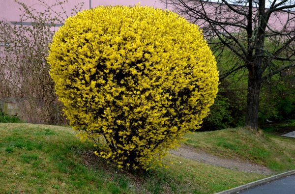 Forsythia Hedge Trimming