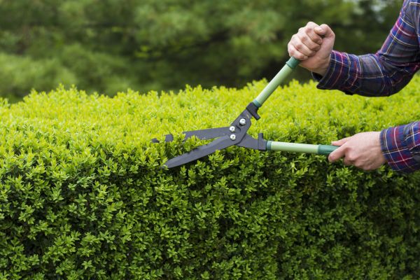 Cost of Evergreen Shrub Pruning in Rocky Mount