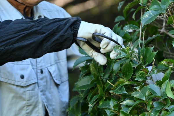 Holly Pruning in Rocky Mount