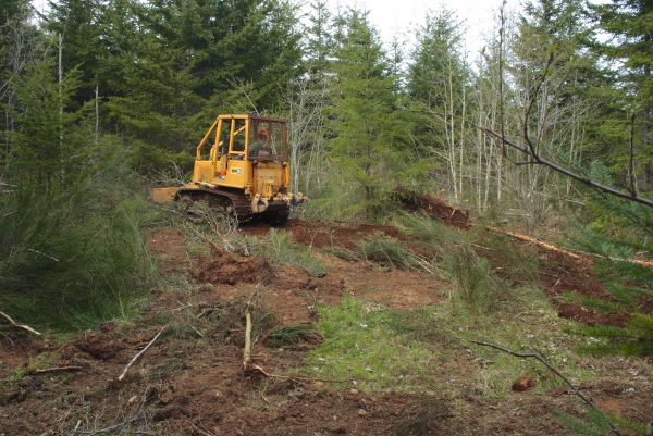 Shrubbery Clearing in Rocky Mount
