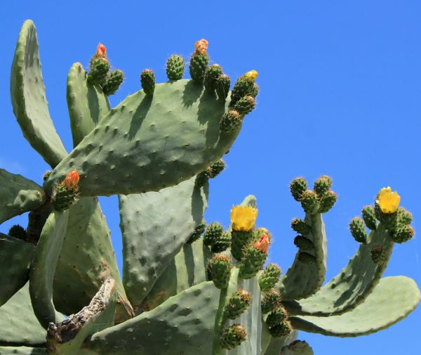 Cost of Cactus Removal in Rocky Mount