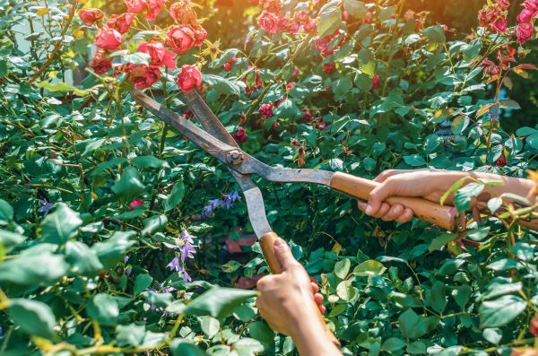 Knockout Roses Pruning in Rocky Mount