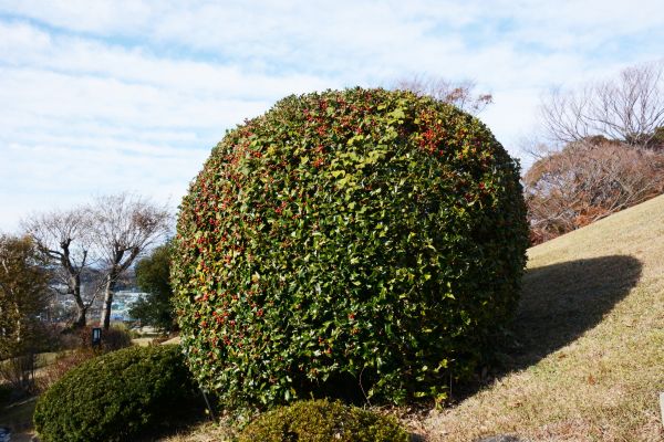 Cost of Holly Shrub Pruning in Rocky Mount