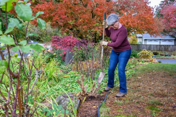 Dead Bush Removal in Rocky Mount