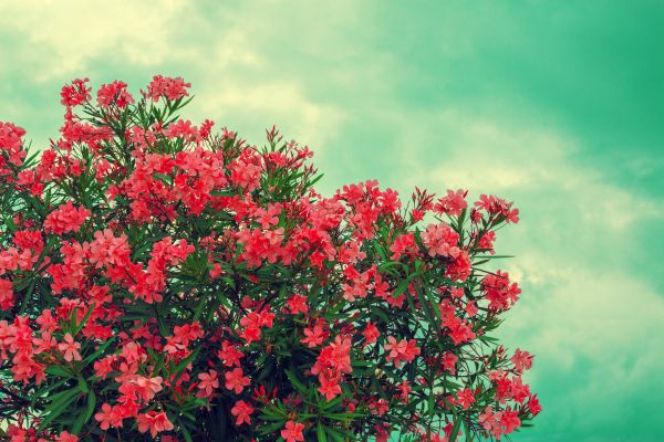Rhododendron Trimming