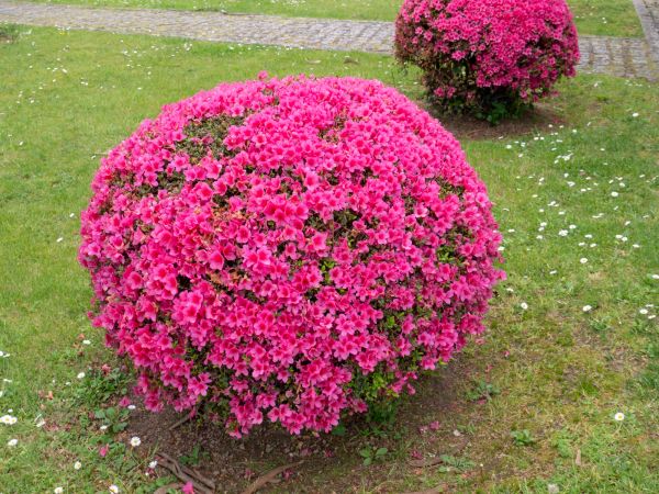 Cost of Rhododendron Pruning in Rocky Mount