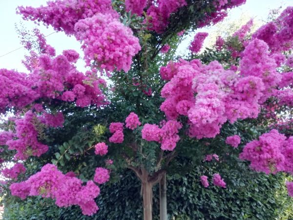 Cost of Crape Myrtle Pruning in Rocky Mount