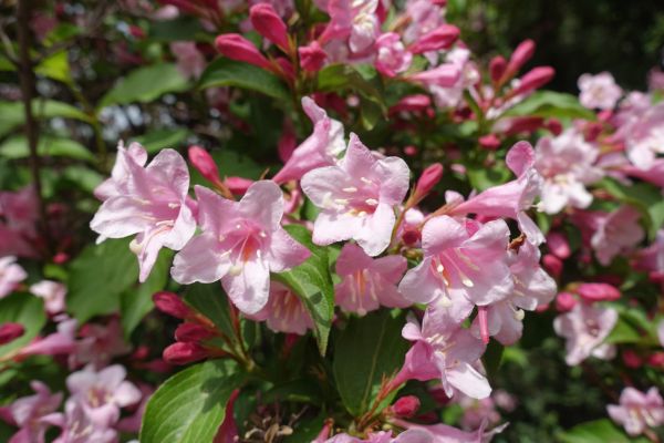 Weigela Pruning Service in Rocky Mount