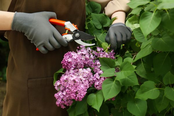 Lilac Pruning Service in Rocky Mount