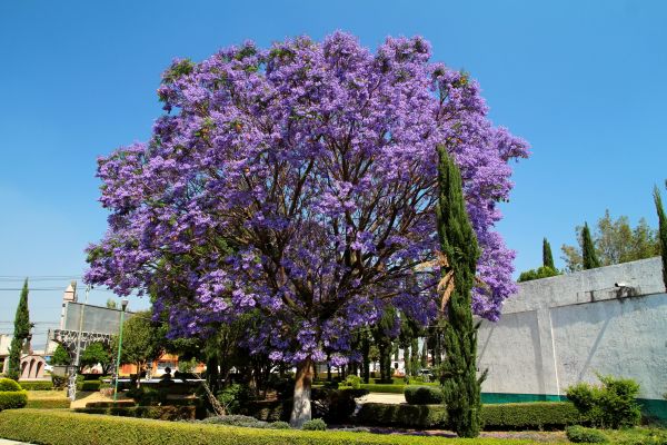 Jacaranda Pruning in Rocky Mount