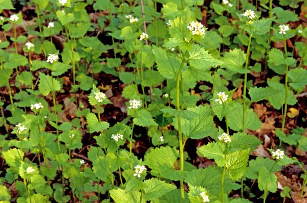 Garlic Mustard Removal in Rocky Mount