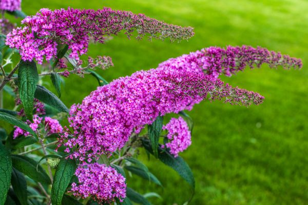 Butterfly Bush Removal in Rocky Mount