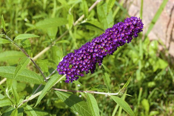 Butterfly Bush Pruning in Rocky Mount