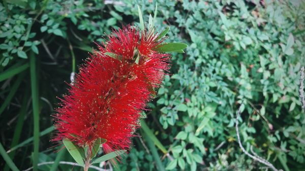 Cost of Bottlebrush Pruning in Rocky Mount