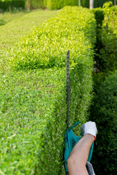 Hedge Trimming in Rocky Mount