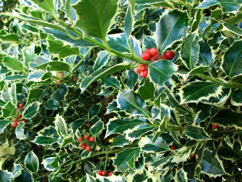 Holly Pruning
