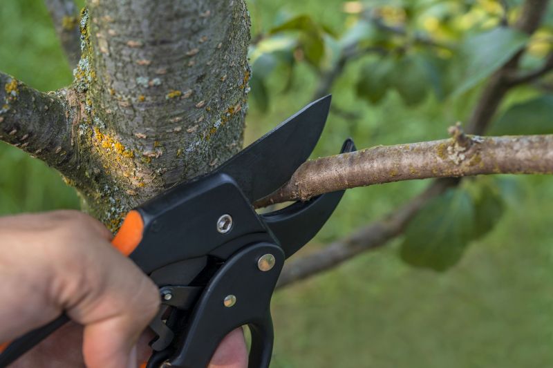 Close-up of Pruning Technique